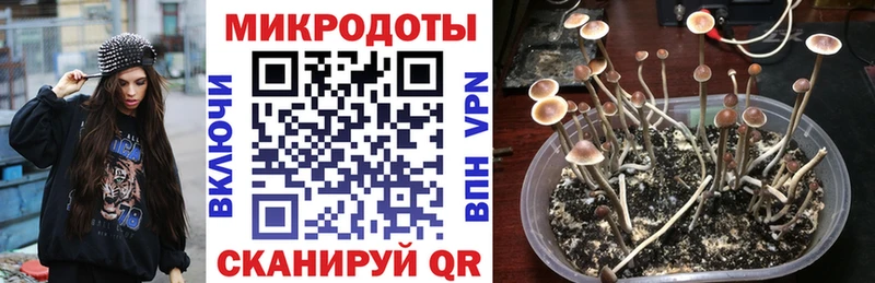 как найти наркотики  Злынка  Галлюциногенные грибы мицелий 